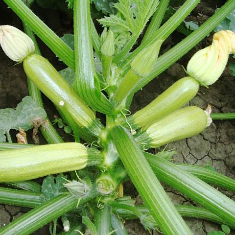 Шерхан F1 500 шт