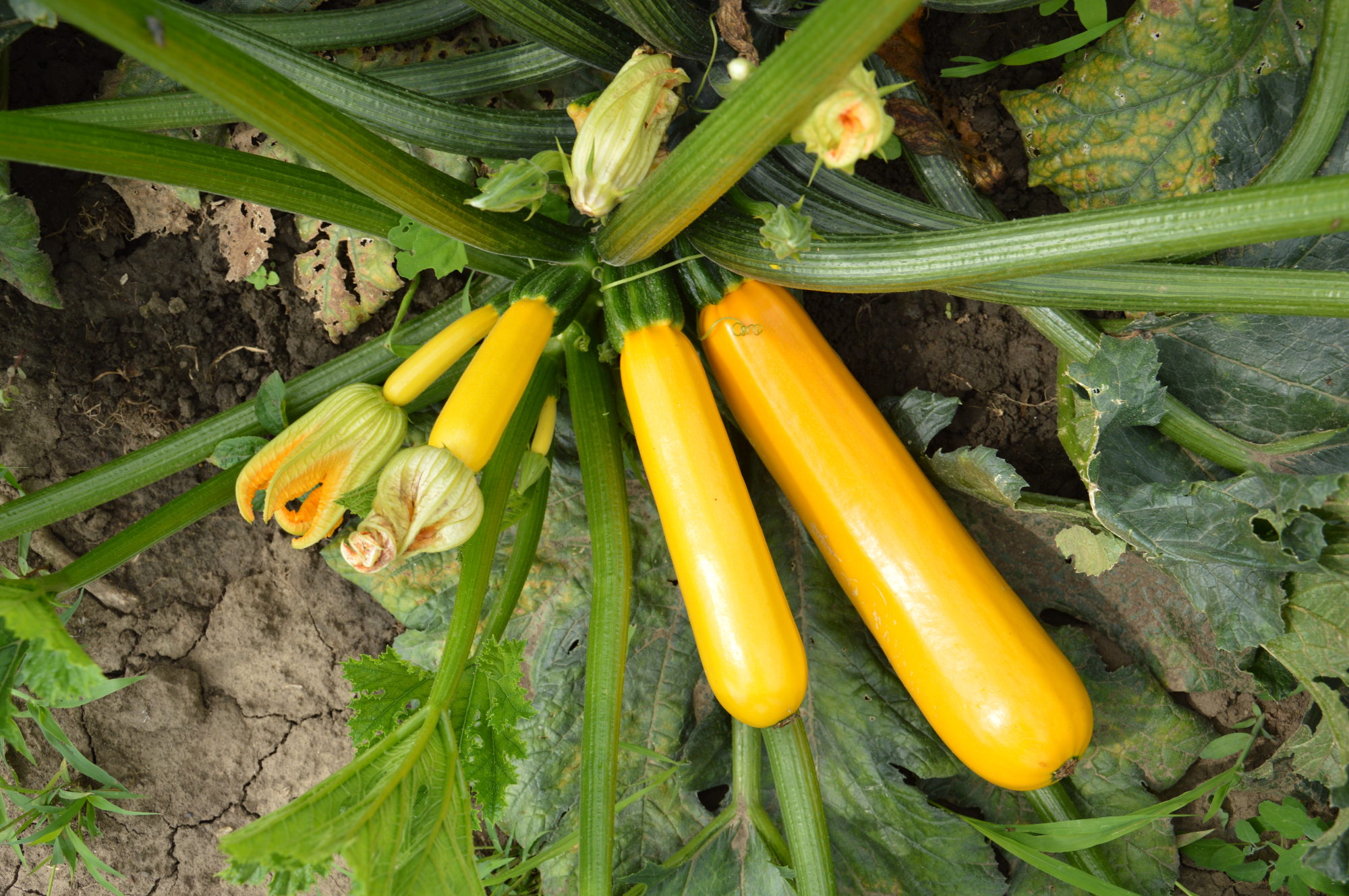 Йеллоуфин F1 500 шт