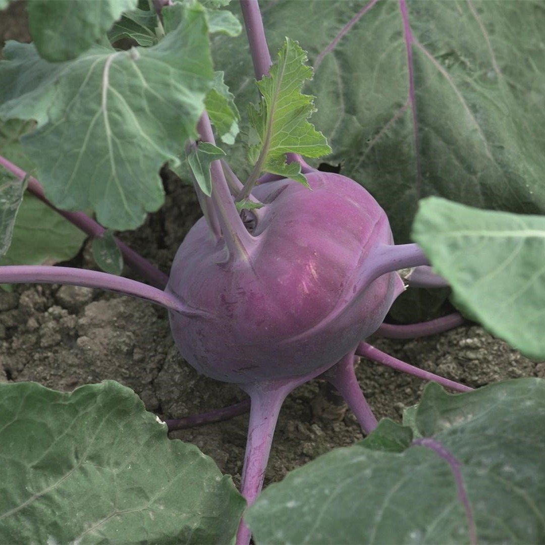 Колибри F1 2500 шт