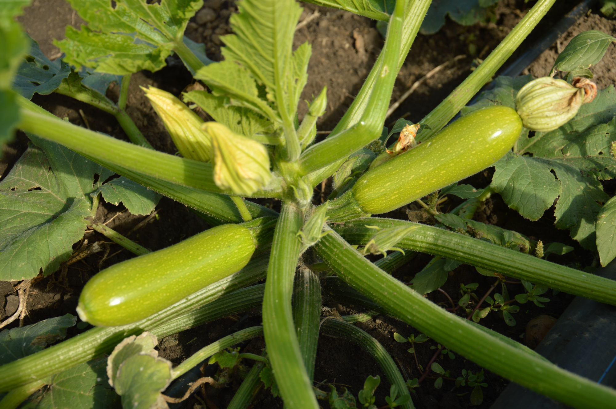 Инесса F1 500 шт