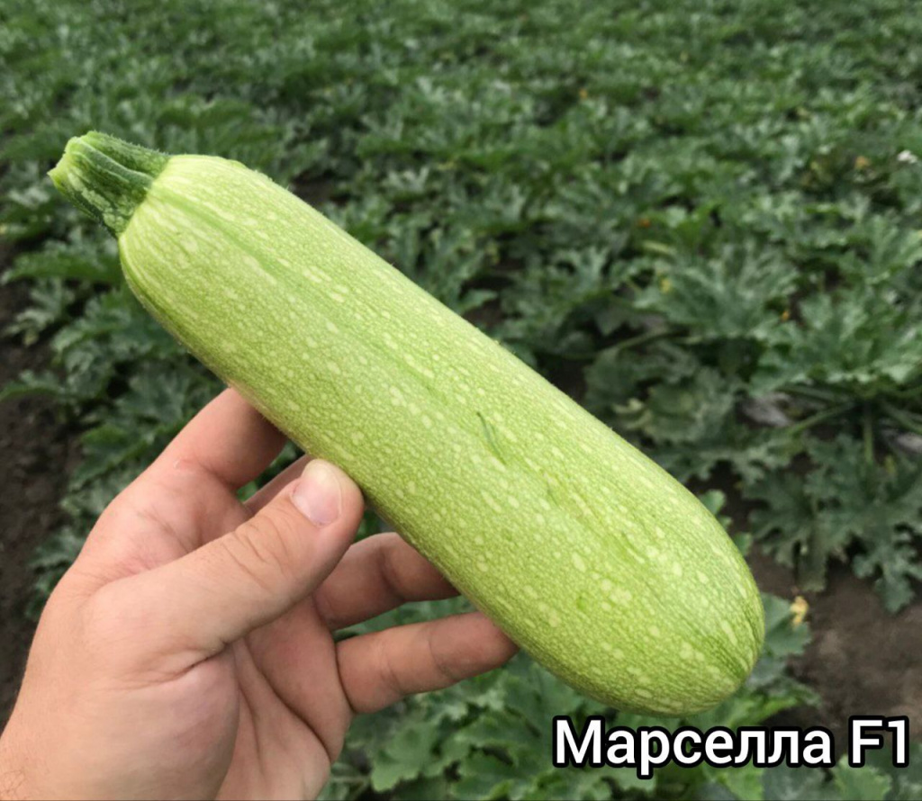 марселла.jpg