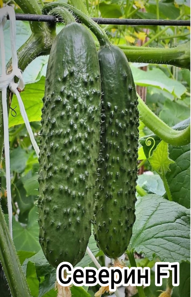 северин 11.png