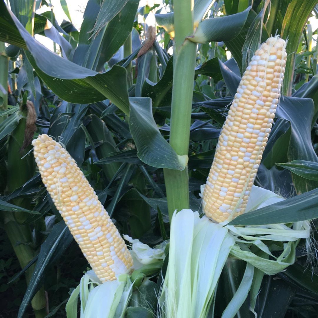 0c7eb94e_576d_11ed_853e_d0946605cdb9_1839376e_76a1_11f0_857b_d0946605cdb9 (1).jpg