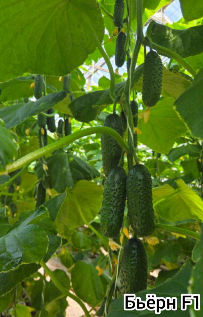 бьерн 896 1396.png