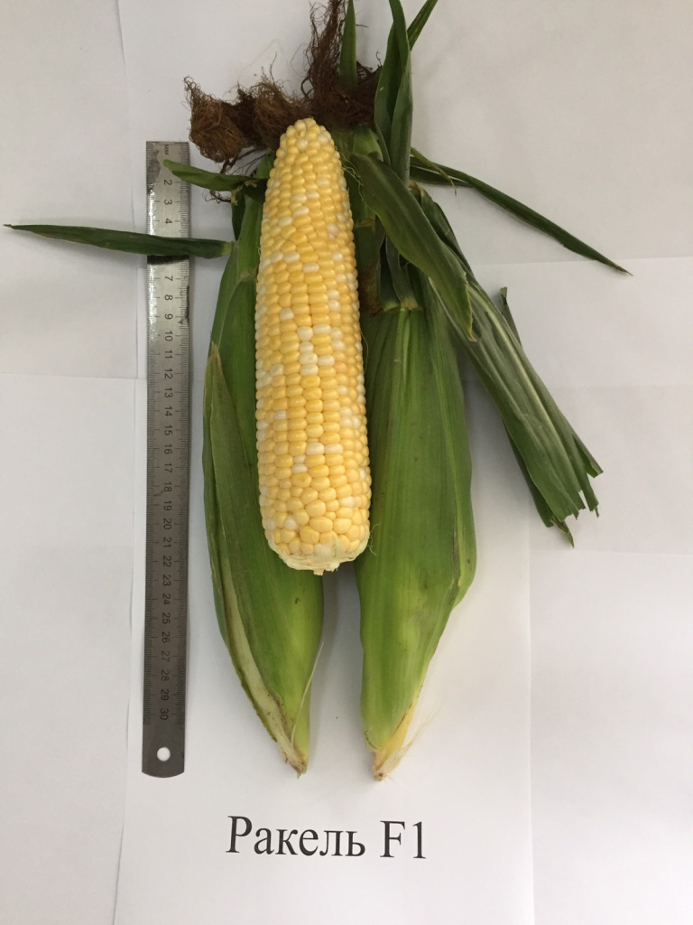 0c7eb94f_576d_11ed_853e_d0946605cdb9_18393768_76a1_11f0_857b_d0946605cdb9 (1).jpg