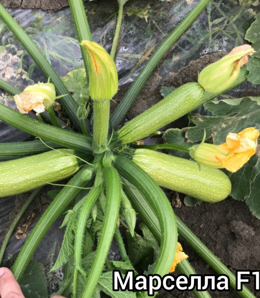 марселла 1.jpg