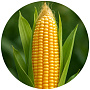 Cемена кукурузы